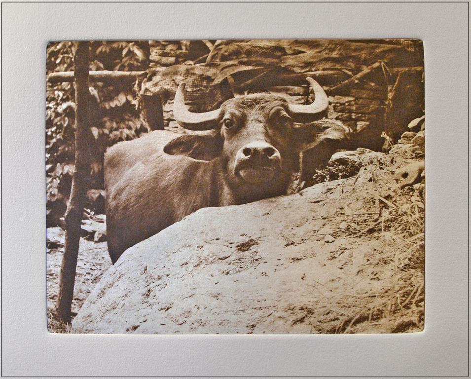 Here's Lookin' at You (water buffalo in Nepal)