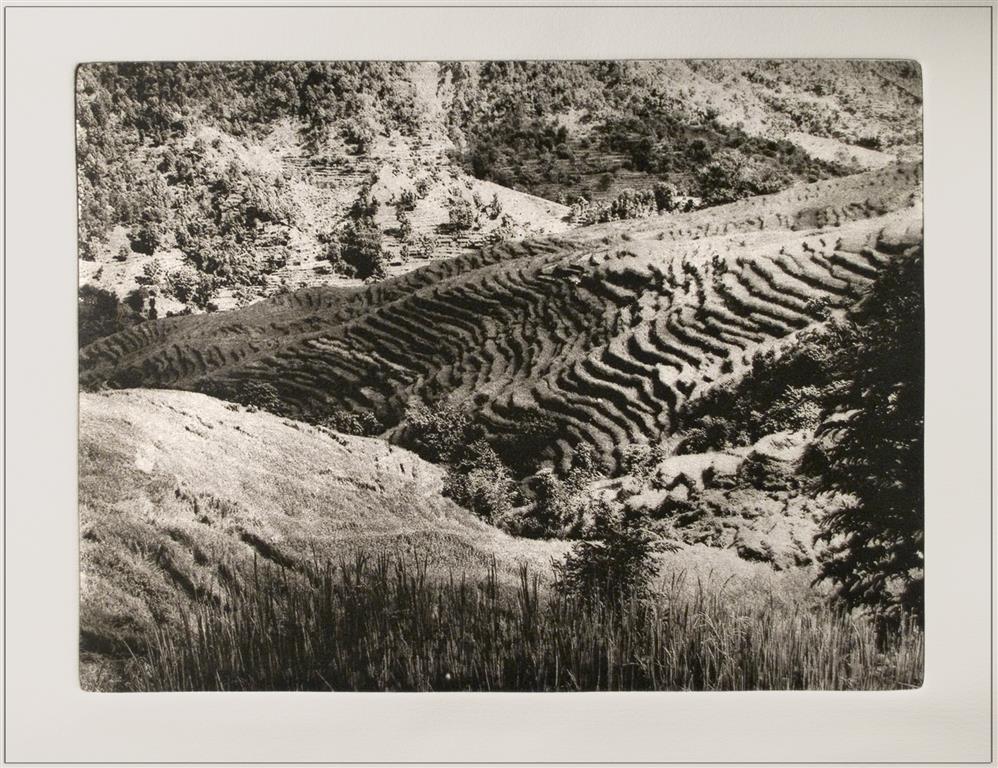 Grainwaves, terraced ricefield in Nepal