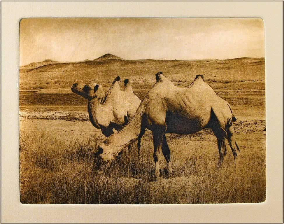 Two Camels in the Gobi Desert